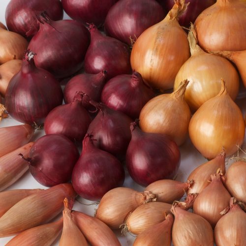 Jawa Food shallots yellow onions red onions worldwide export shipment container